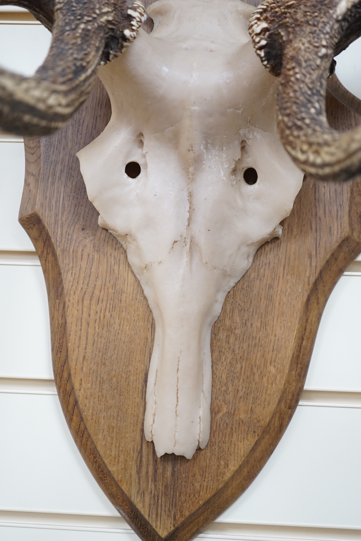 A pair of mounted resin antlers
